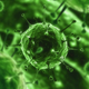 Illustration for article titled Stop Future Plagues By Mutating Viruses To Death